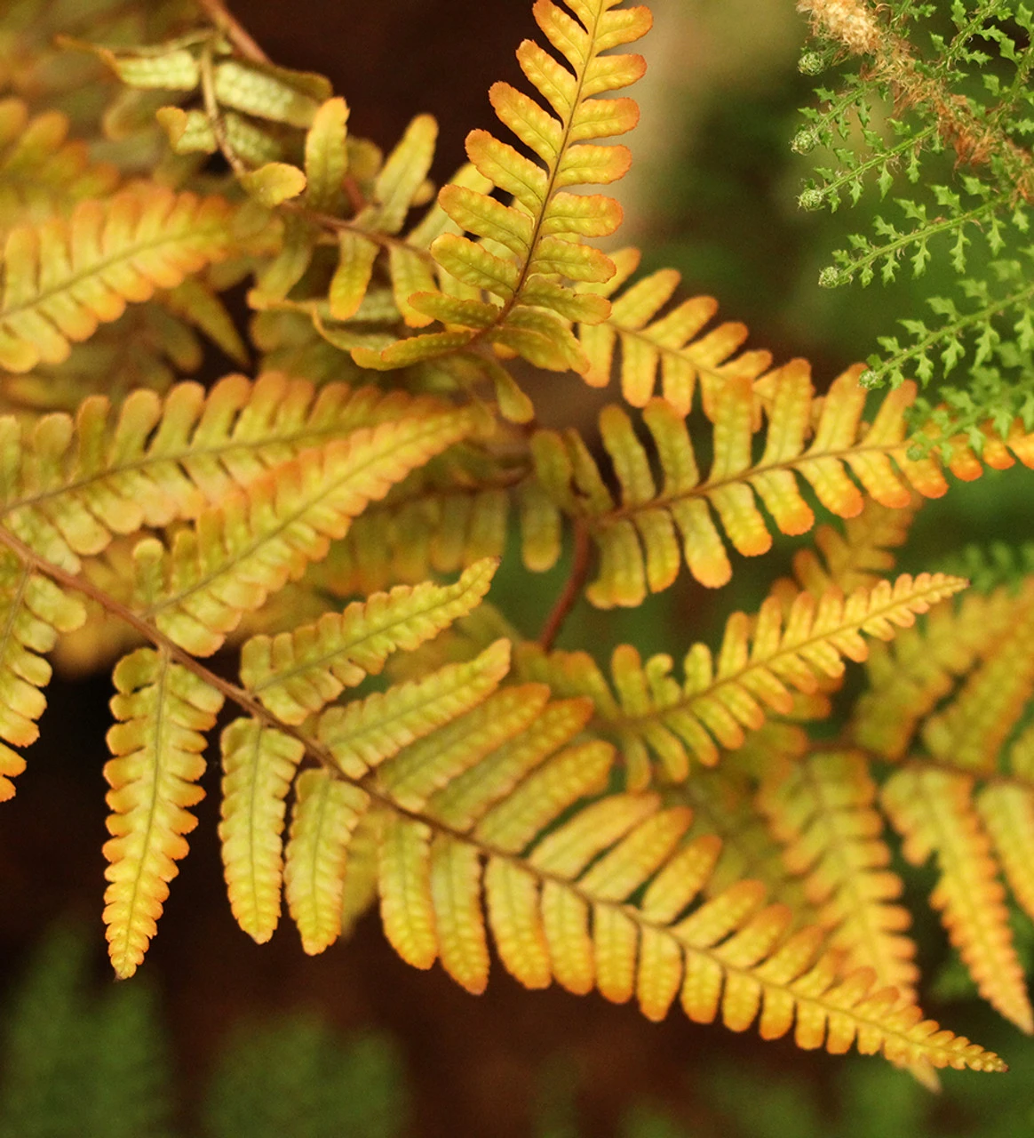 Dryopteris Wallichiana 'Jurassic Gold' 1 Dryopteris Wallichiana 'Jurassic Gold'