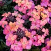 Erysimum 'Monet's Moment'