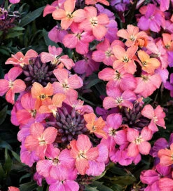 Erysimum 'Monet's Moment'