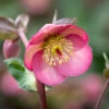 Helleborus 'Penny's Pink' (Rodney Davey Marbled Group)