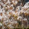 Amelanchier Lamarckii