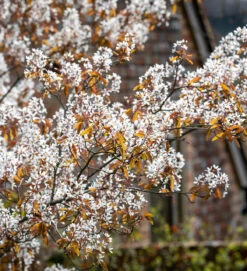 Amelanchier Lamarckii
