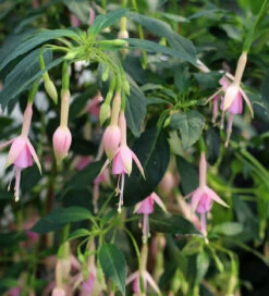 Fuchsia 'Whiteknights Pearl'