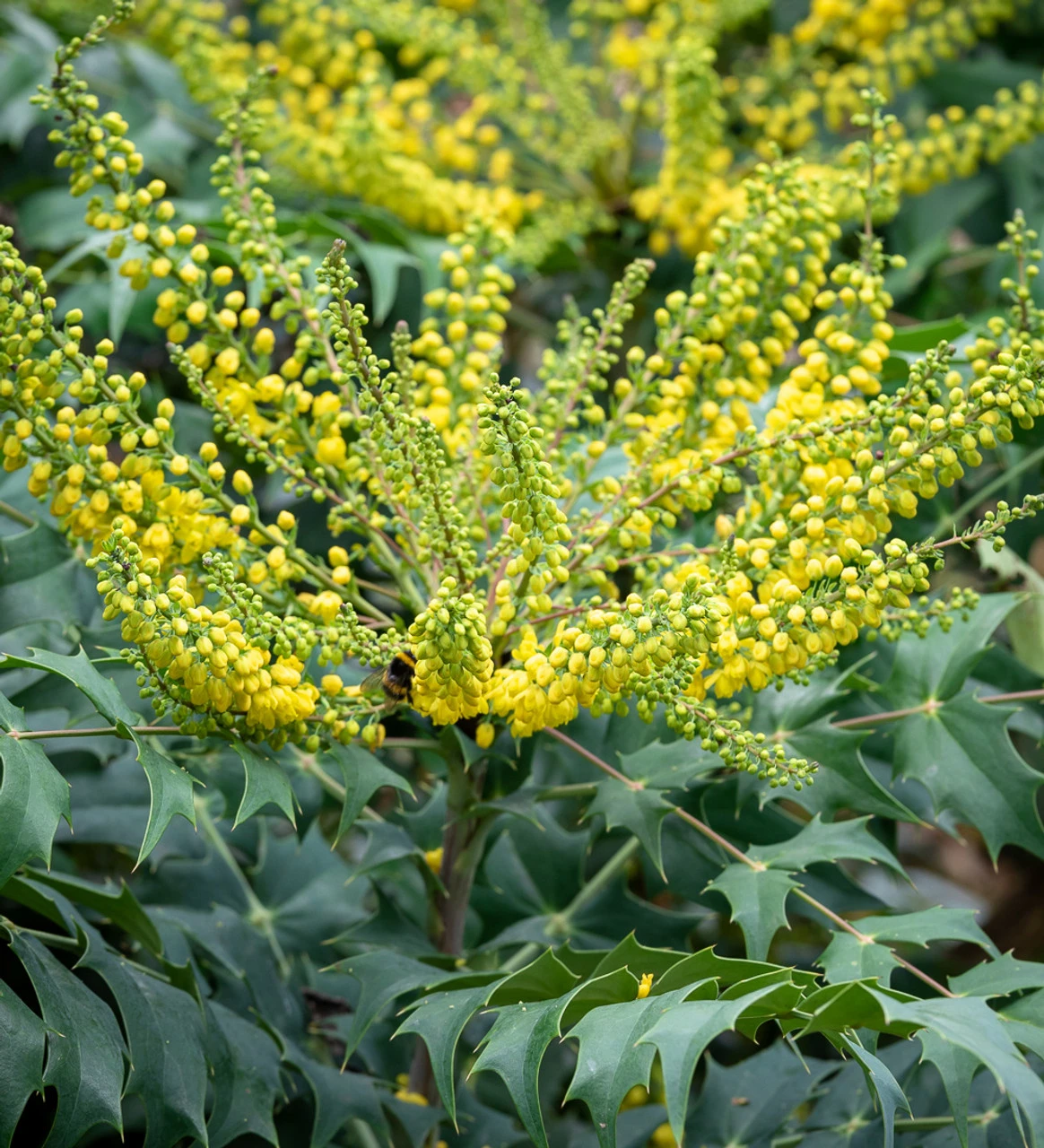 Mahonia X Media 'Charity' 1 Mahonia X Media 'Charity'
