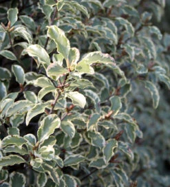Pittosporum Tenuifolium 'Collaig Silver'