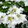 Viburnum Plicatum F. Tomentosum