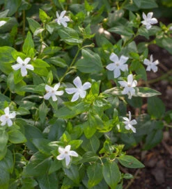 Vinca Minor F. Alba 'Gertrude Jekyll'