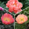Coral Peony Collection