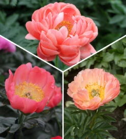 Coral Peony Collection