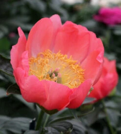 Coral Peony Collection -Plant Supply Store 201101 4 33510.1625479062