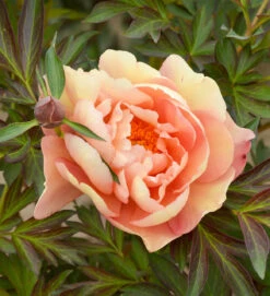 Paeonia 'Singing In The Rain' (Intersectional Hybrid)