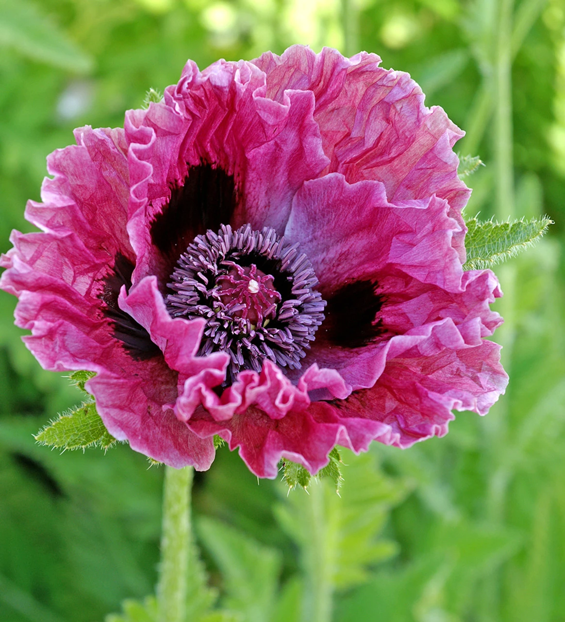 New York Poppy Collection 2 New York Poppy Collection - Image 2