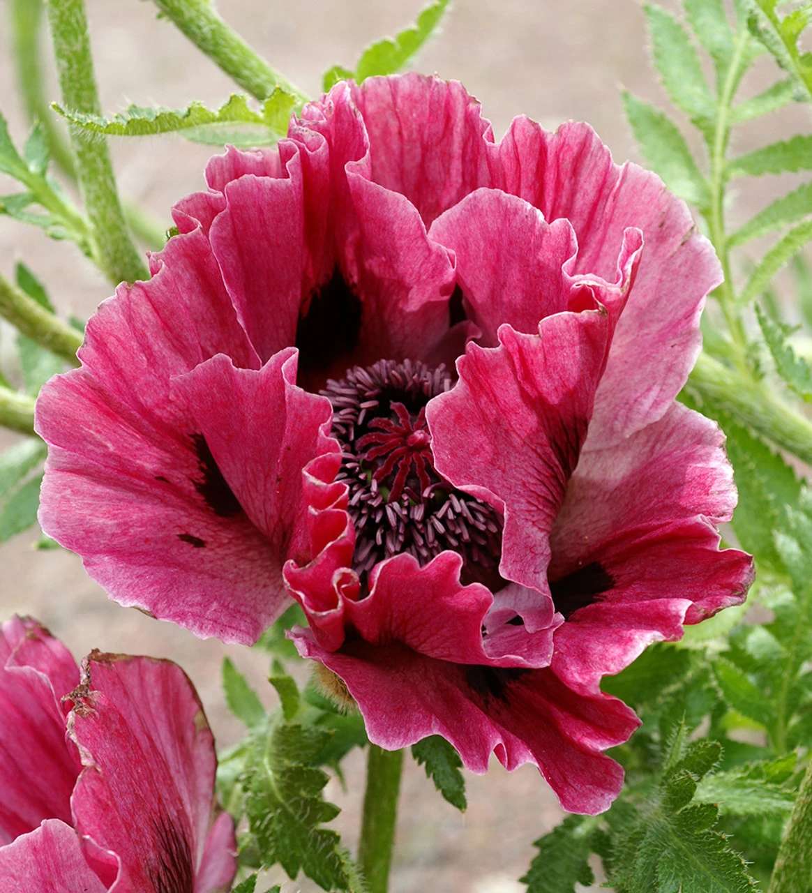 New York Poppy Collection 3 New York Poppy Collection - Image 3