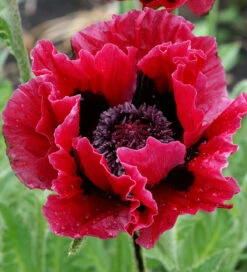 New York Poppy Collection 7 New York Poppy Collection -Plant Supply Store 201114 4 13722.1625479072