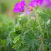 Bloody Cranesbill (Geranium Sanguineum)