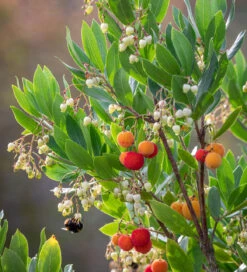Arbutus Unedo 'Compacta'