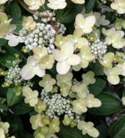 Hydrangea Paniculata 'Polestar'