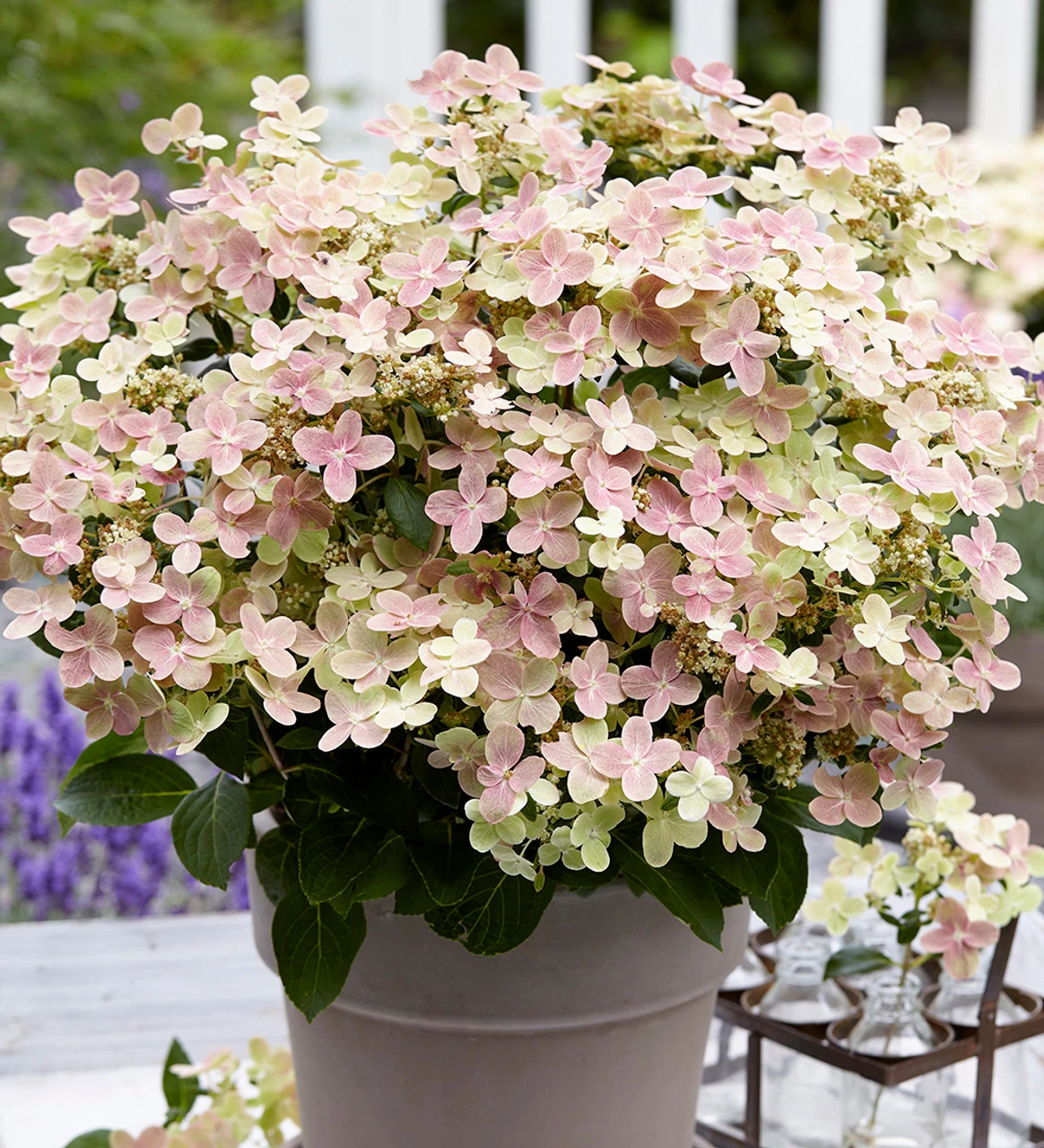 Hydrangea Paniculata 'Polestar' 2 Hydrangea Paniculata 'Polestar' - Image 2