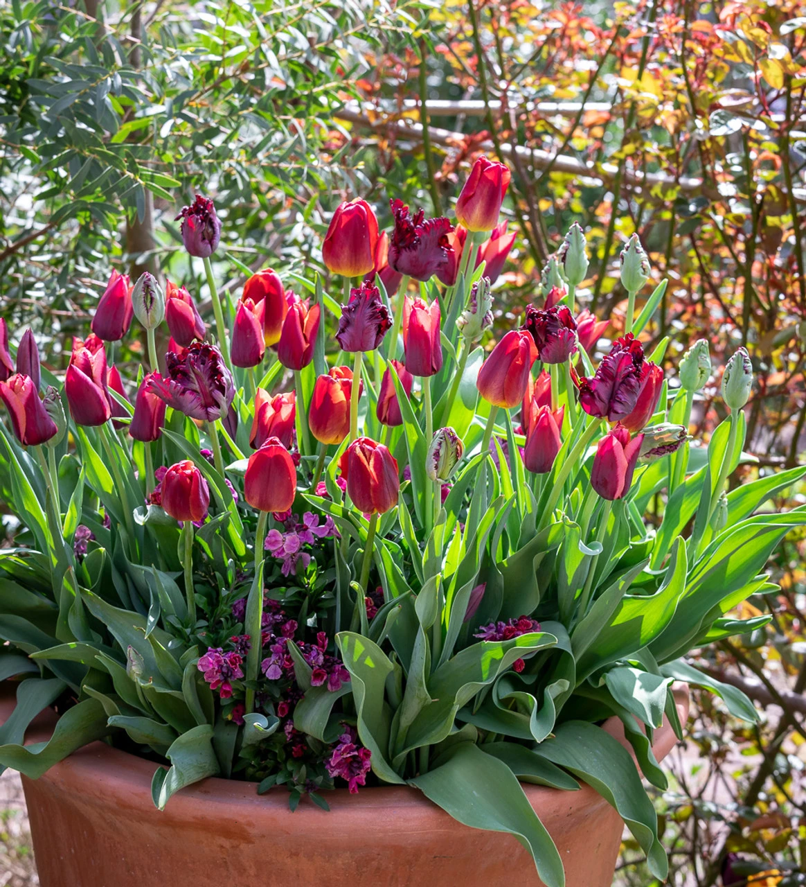 Crimson And Black Velvet Pot Collection 1 Crimson And Black Velvet Pot Collection