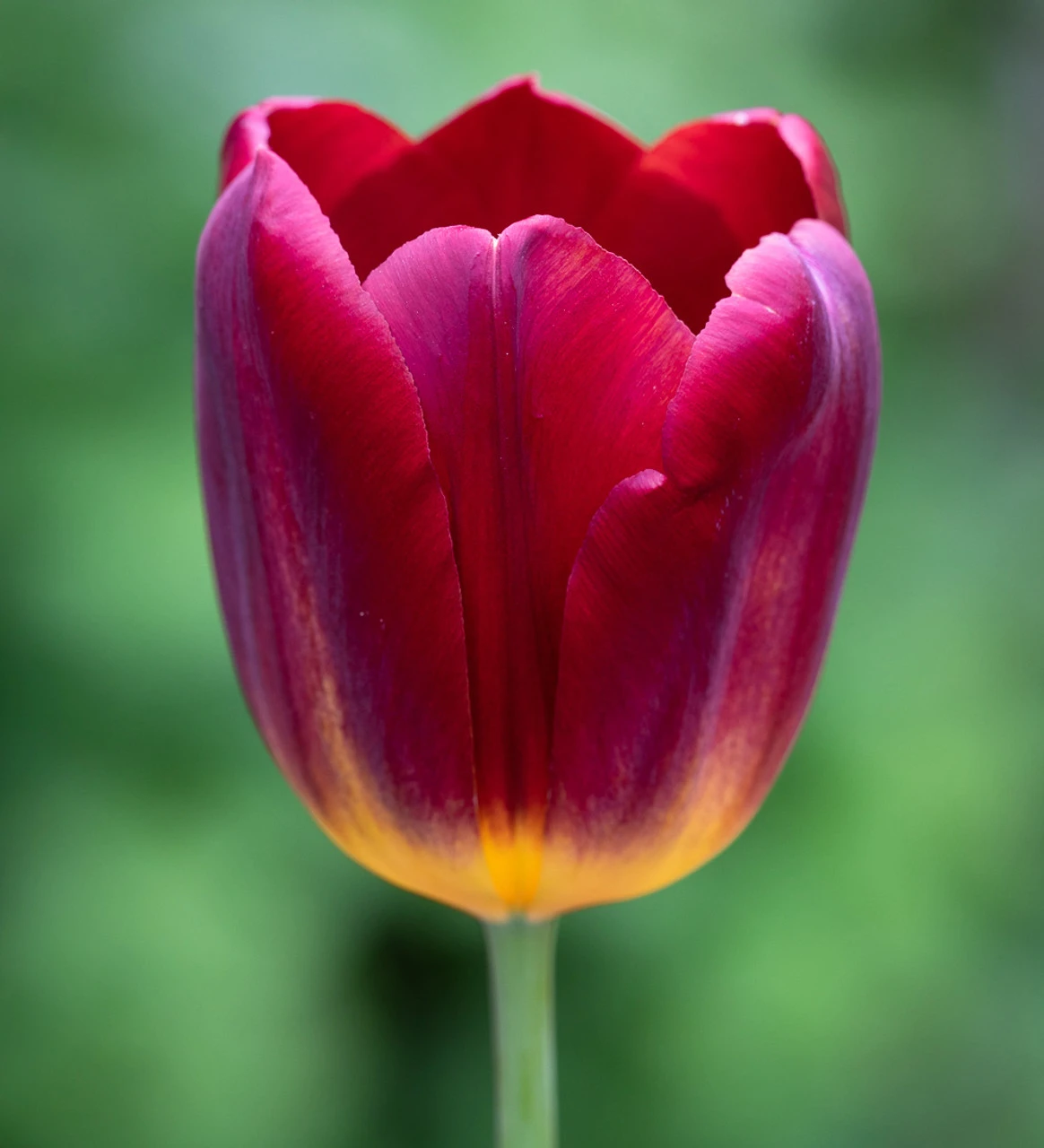 Crimson And Black Velvet Pot Collection 2 Crimson And Black Velvet Pot Collection - Image 2