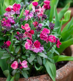 Crimson And Black Velvet Pot Collection 9 Crimson And Black Velvet Pot Collection -Plant Supply Store 201156 5 27573.1625482860