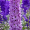 Delphinium 'Juliette' (Delgenius Series)