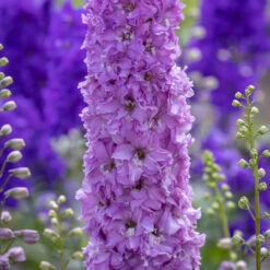 Delphinium 'Juliette' (Delgenius Series)