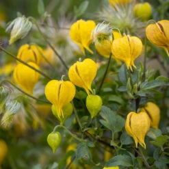 Clematis 'Little Lemons' (Tangutica)
