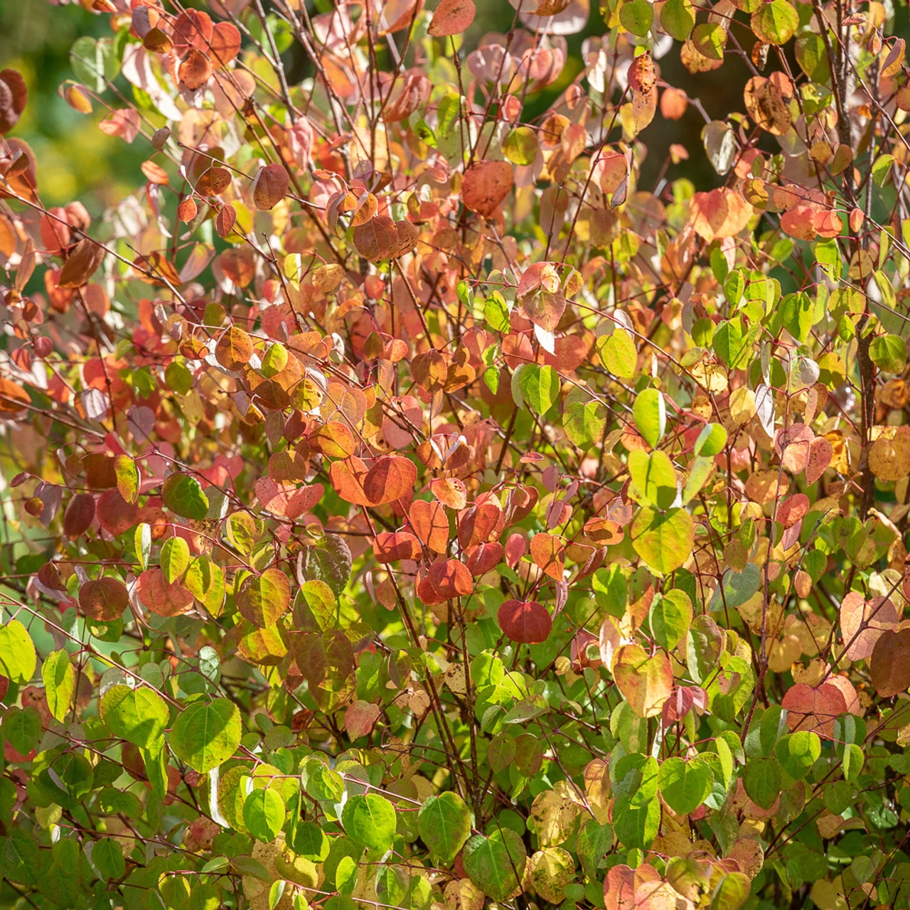 Cercidiphyllum Japonicum 1 Cercidiphyllum Japonicum