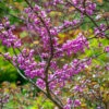 Cercis Canadensis