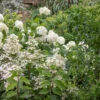 North Facing Hydrangea Border Collection