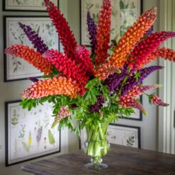 Westcountry Lupin Collection