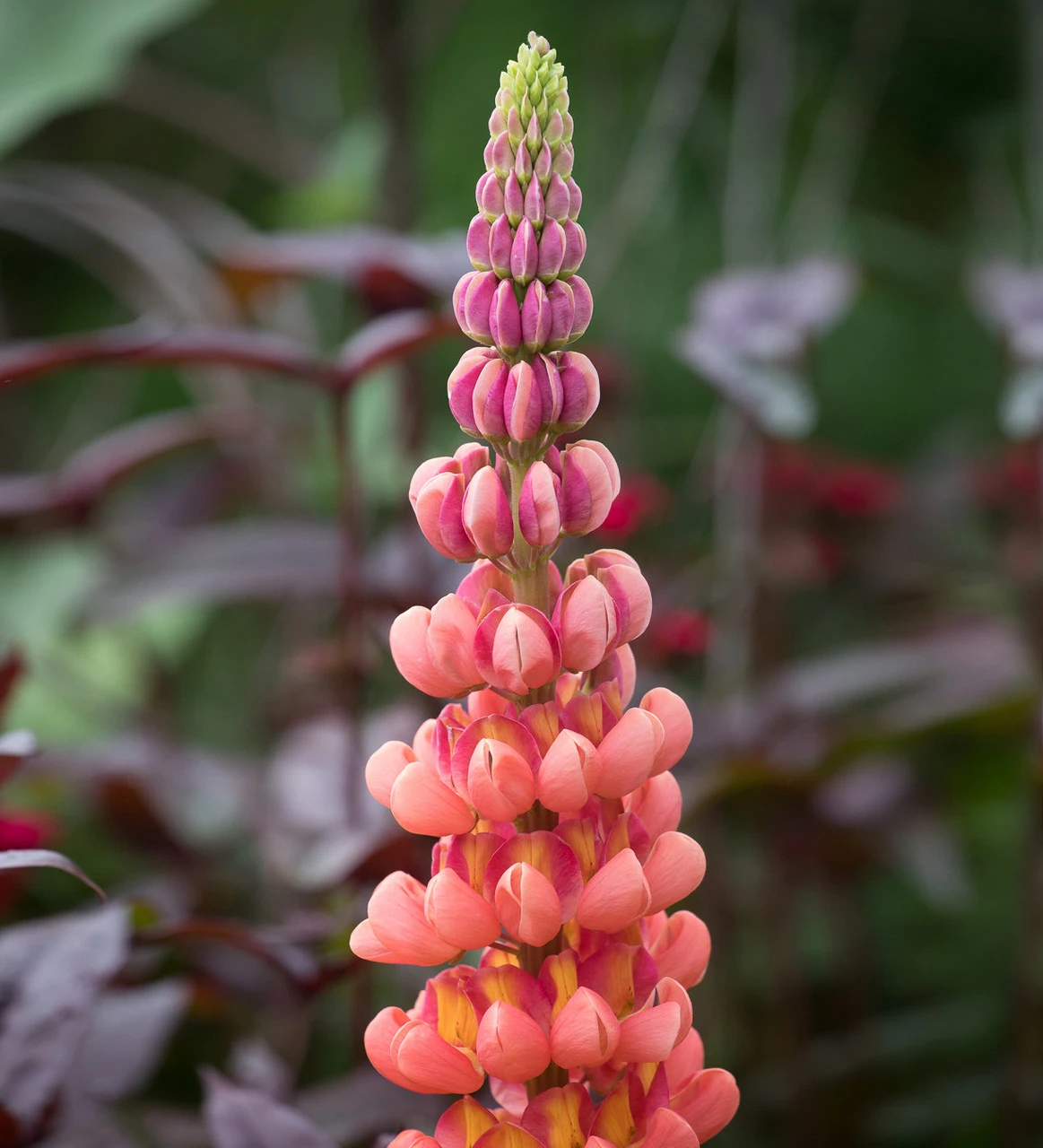 Westcountry Lupin Collection 2 Westcountry Lupin Collection - Image 2
