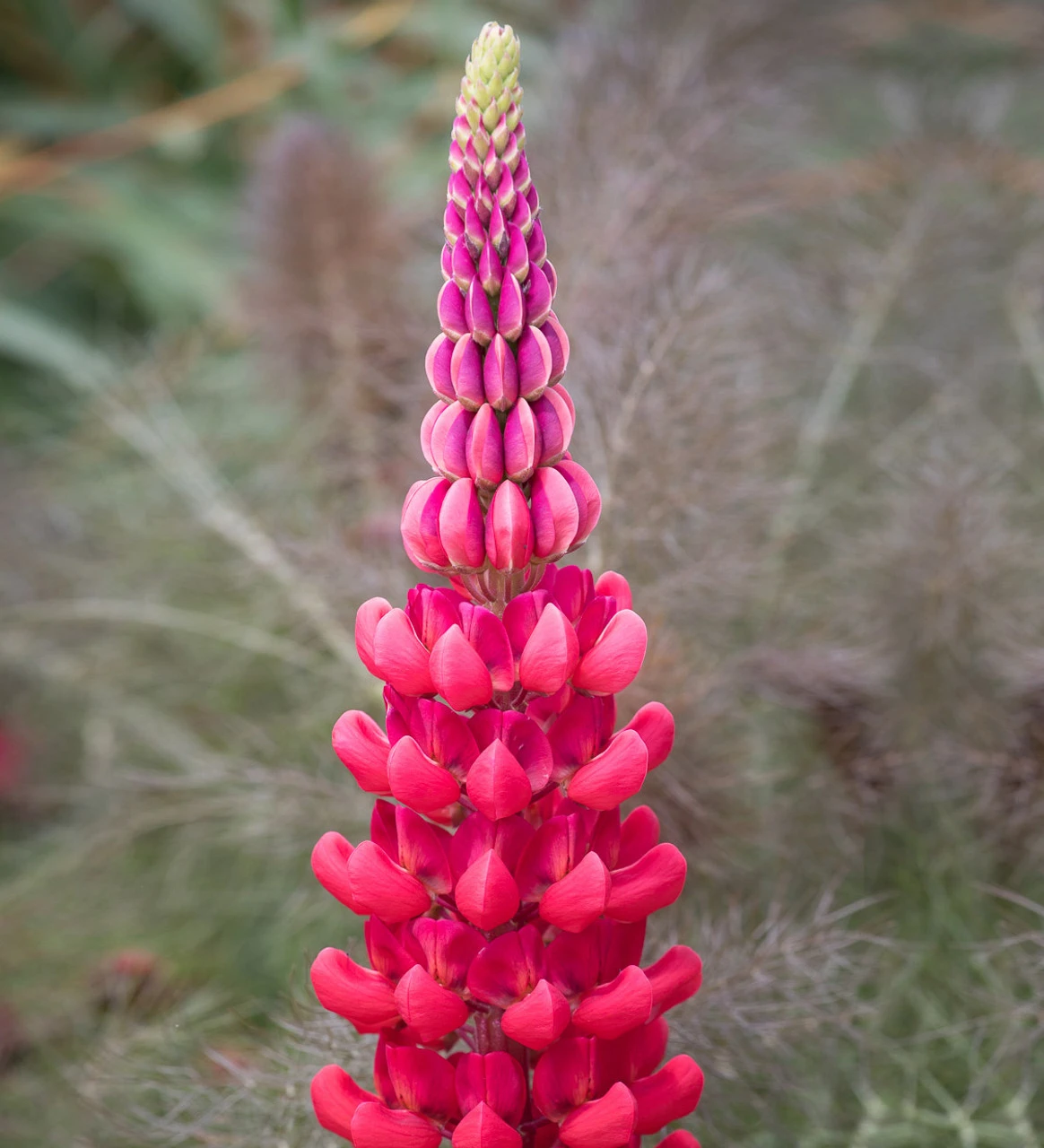 Westcountry Lupin Collection 3 Westcountry Lupin Collection - Image 3
