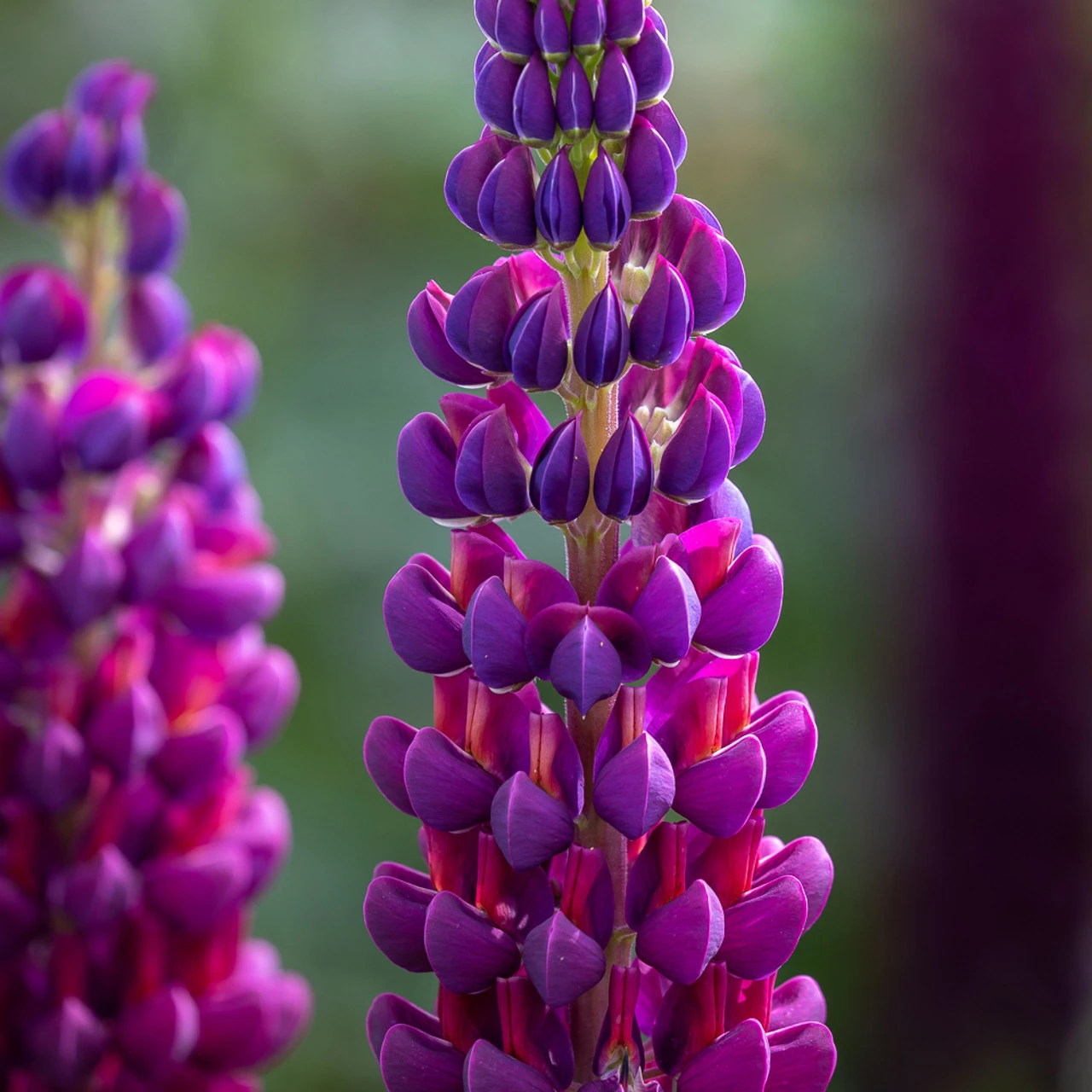 Westcountry Lupin Collection 4 Westcountry Lupin Collection - Image 4