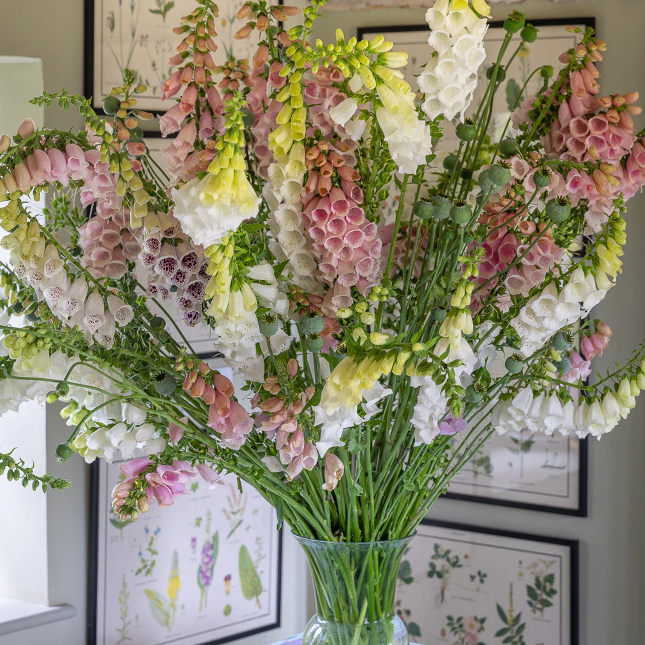 New Foxglove Collection 1 New Foxglove Collection