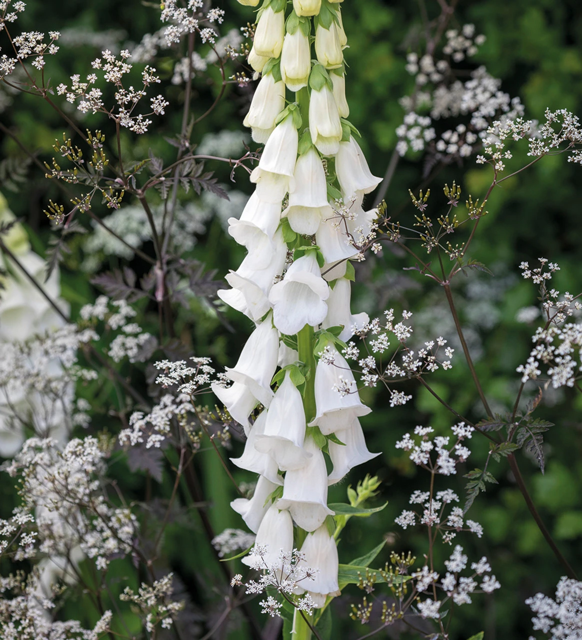 New Foxglove Collection 2 New Foxglove Collection - Image 2