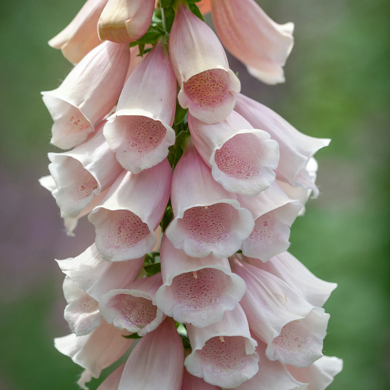 New Foxglove Collection 3 New Foxglove Collection - Image 3