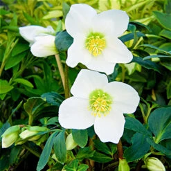 Helleborus Niger 'Ice Maiden'