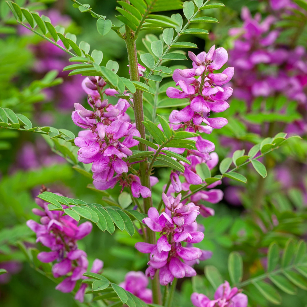 Indigofera Heterantha 1 Indigofera Heterantha