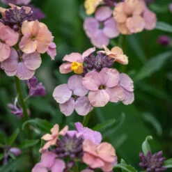 African Sunset Tulip And Wallflower Collection -Plant Supply Store 201259 3 91959.1653570628