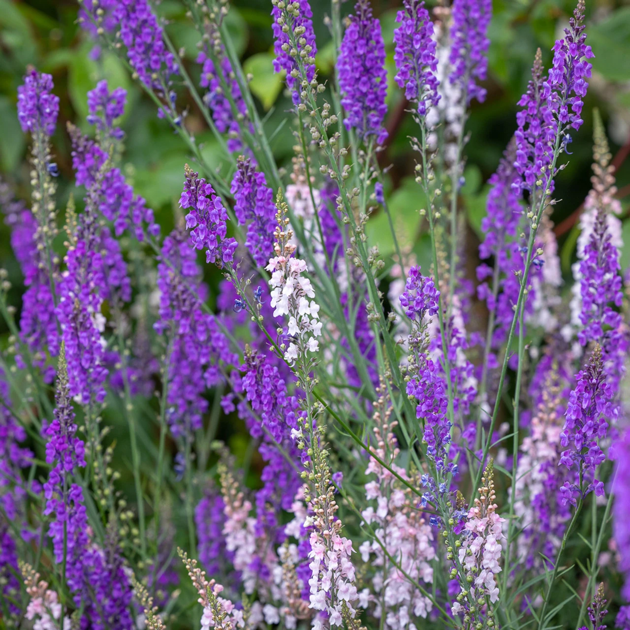 Naturalising Toadflax Collection 1 Naturalising Toadflax Collection