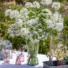 Summer Whites Perennial Collection