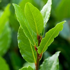 Sweet Bay 'Little Ragu' (Laurus Nobilis)