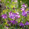 Clematis 'Alionushka'