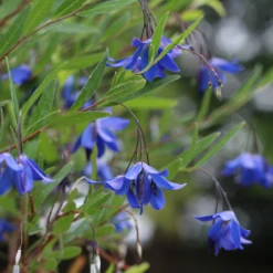 Sollya Heterophylla 'Ultra Blue'