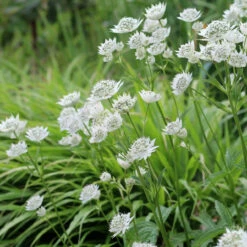 Astrantia Major 'White Giant'