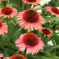 Echinacea 'Mediation' (Mooodz Series)