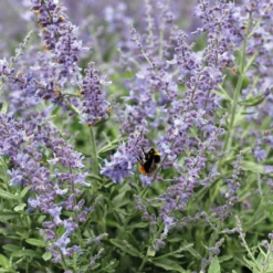 Salvia Yangii 'Bluesette' (syn. Perovskia)