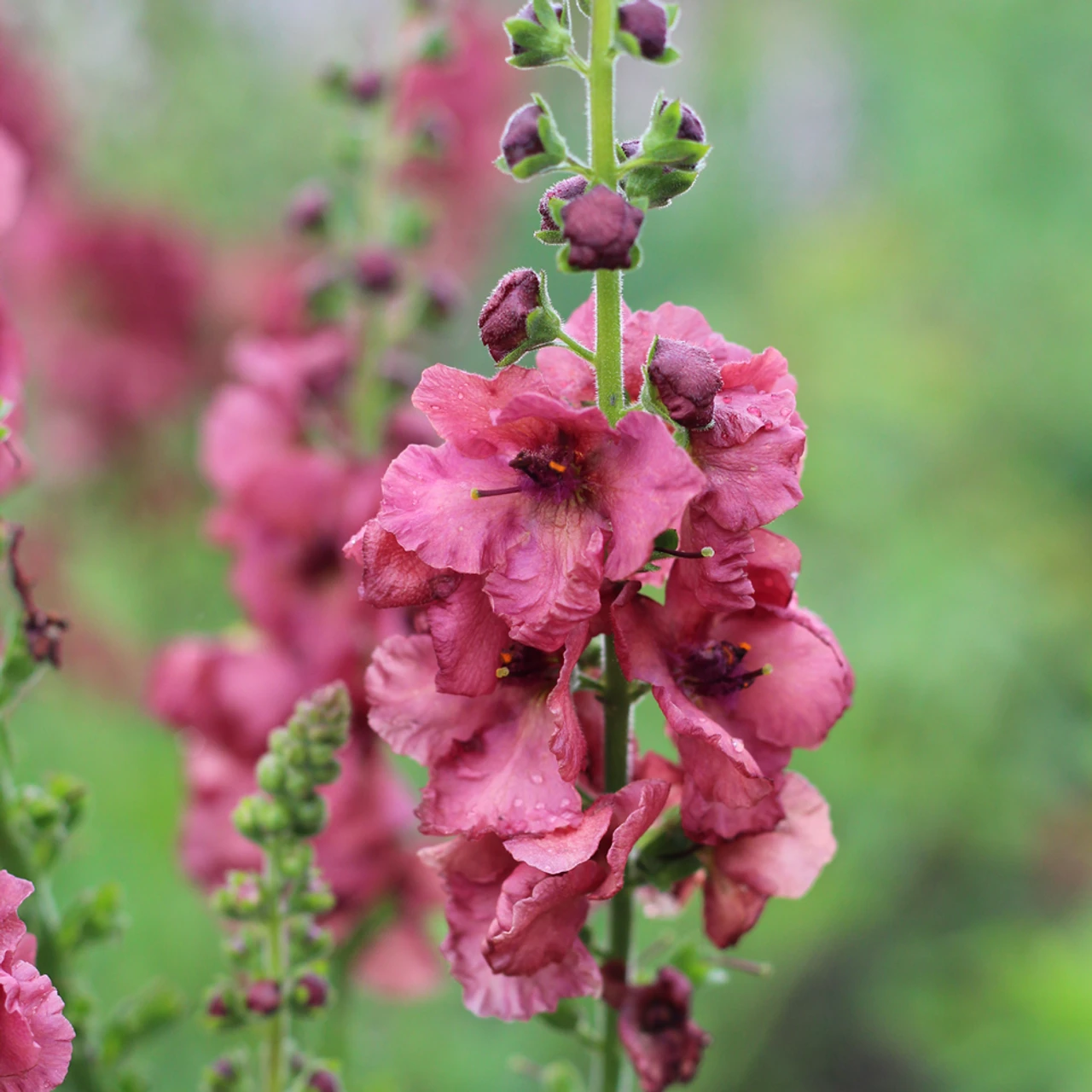 Verbascum 'Petra' 2 Verbascum 'Petra' - Image 2